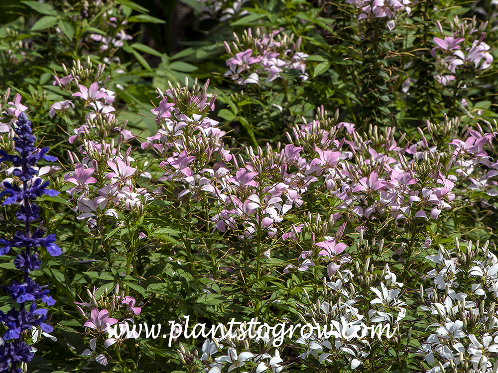 Senorita Mi Amor Cleome (Cleome hassleriana)